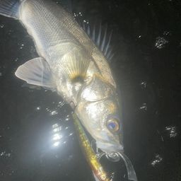 フッコ（マルスズキ）