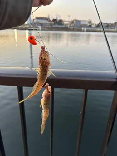 マハゼの釣果