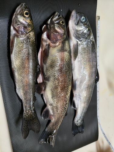 サクラマスの釣果