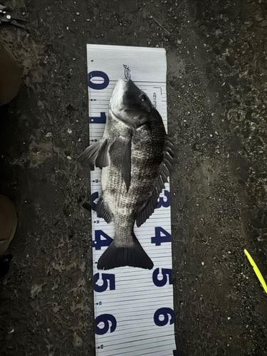 クロダイの釣果