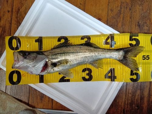 シーバスの釣果