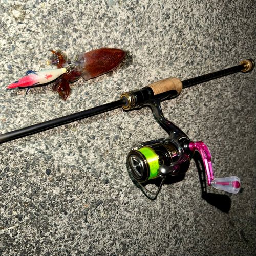 ジンドウイカの釣果