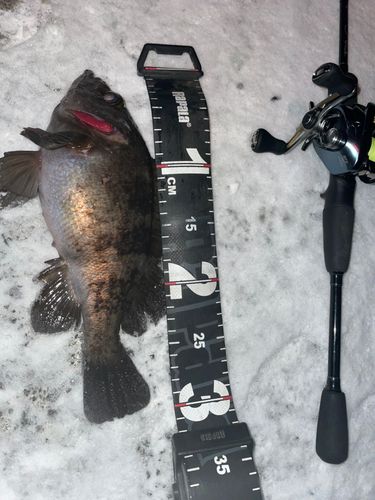 シロメバルの釣果