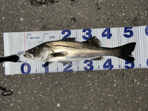 シーバスの釣果