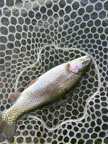 ベリーパーク in FISH ON! 王禅寺