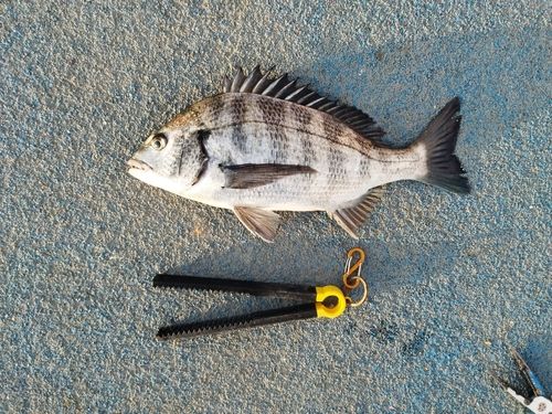 新地町海釣り公園