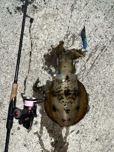 アオリイカの釣果