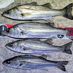 セイゴ（マルスズキ）