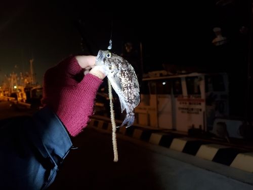 タケノコメバルの釣果