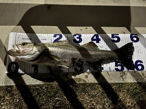 シーバスの釣果