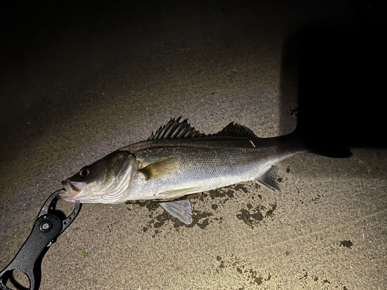 セイゴ（マルスズキ）