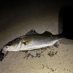 セイゴ（マルスズキ）