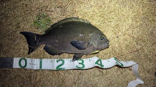 クチブトグレの釣果