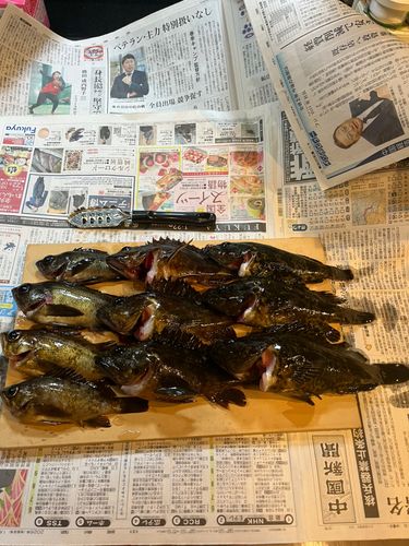 タケノコメバルの釣果