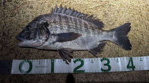 東京湾（アクアライン〜富津）