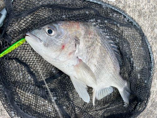 阿賀マリノポリス