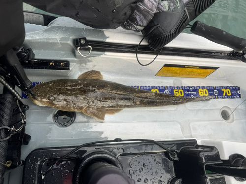 東京湾（富津〜金谷）