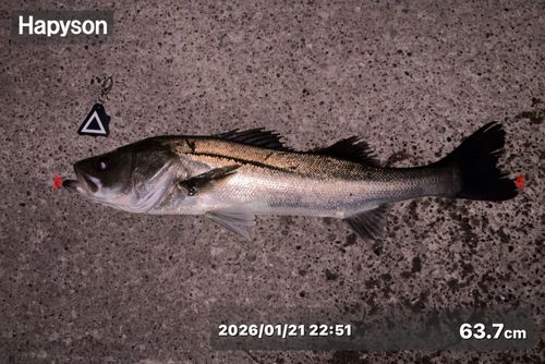 シーバスの釣果