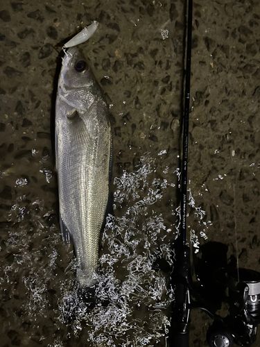 マルスズキの釣果