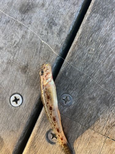 サビハゼの釣果