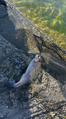 北方川釣り体験場マス釣り場