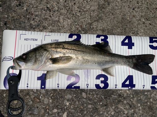 東京湾（アクアライン以北）