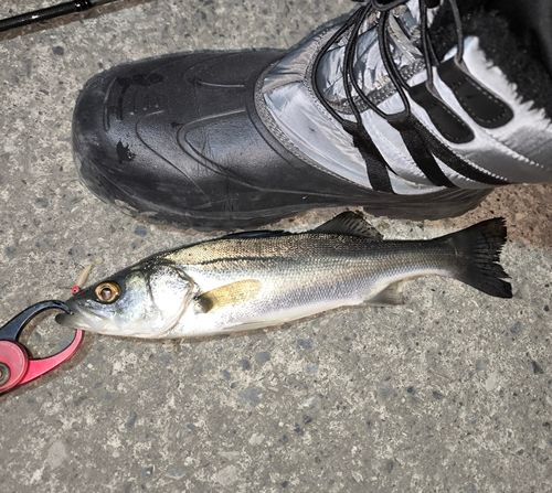 相馬港釣り桟橋