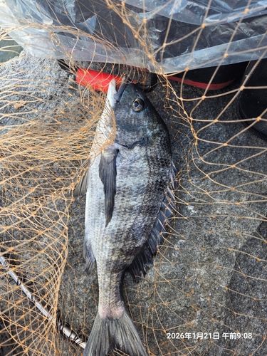 チヌの釣果