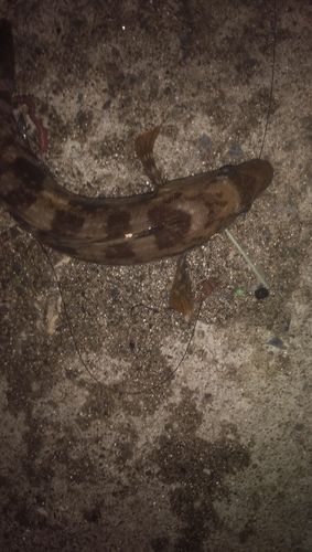 アイナメの釣果