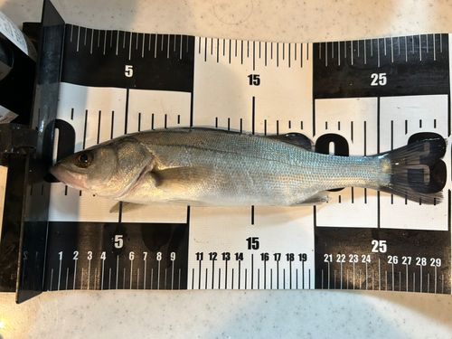 若洲海浜公園海釣り施設