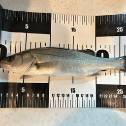 フッコ（マルスズキ）