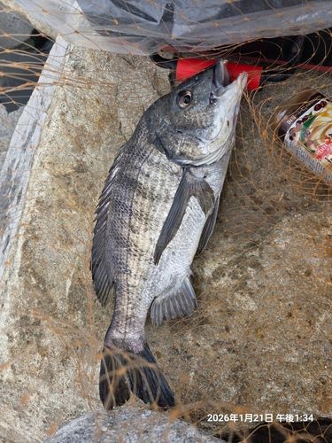 チヌの釣果