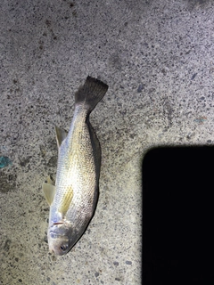 イシモチの釣果
