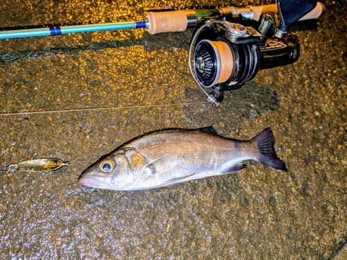 セイゴ（ヒラスズキ）の釣果