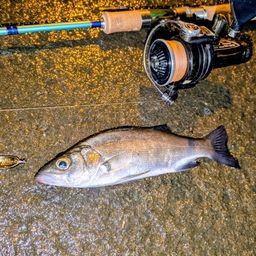 セイゴ（ヒラスズキ）