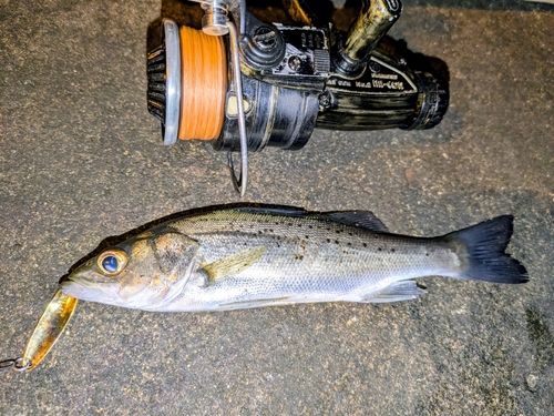 セイゴ（タイリクスズキ）の釣果