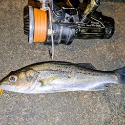 セイゴ（タイリクスズキ）