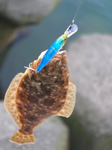 ヒラメの釣果