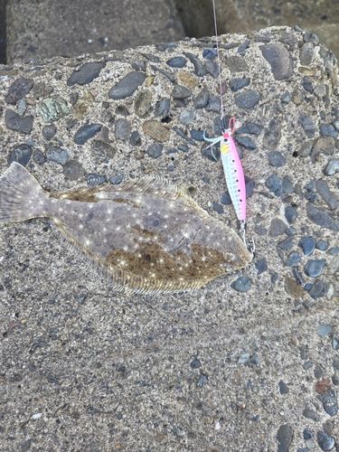 ヒラメの釣果