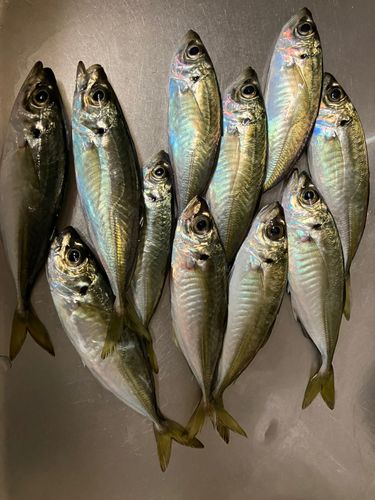 本牧海づり施設