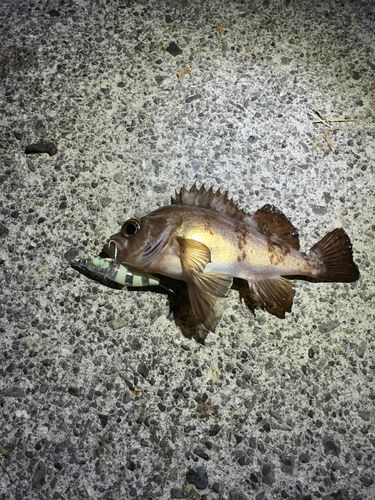 メバルの釣果