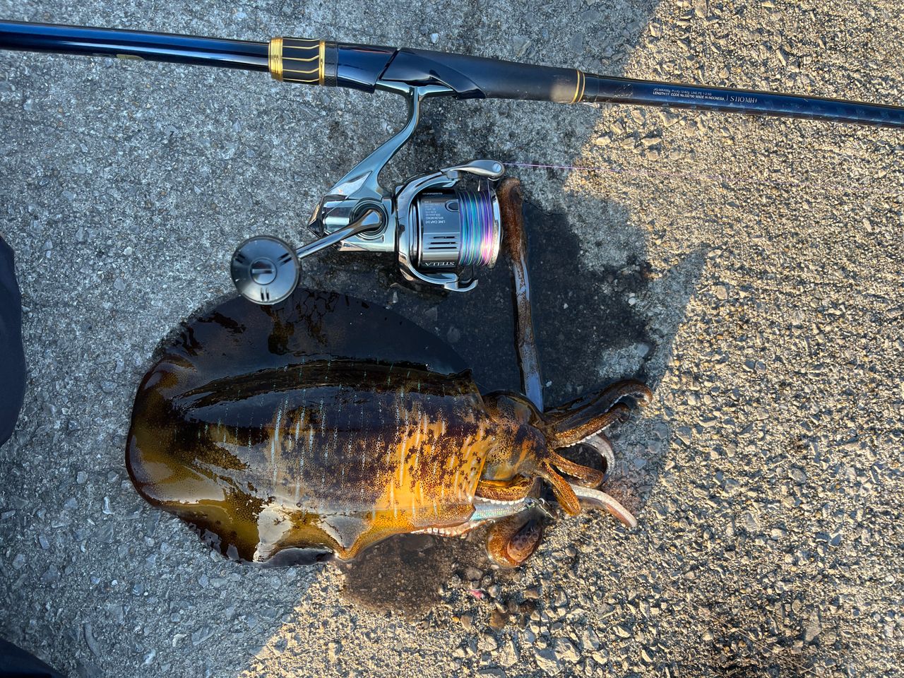 SHIMANO 23ネッサ リミテッド S110MH+の最安値・インプレ・釣果 | 本音