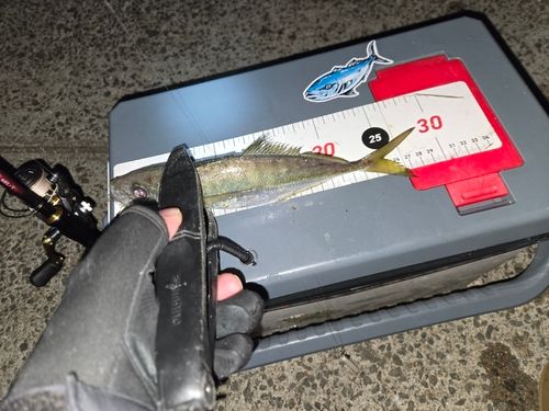 マアジの釣果