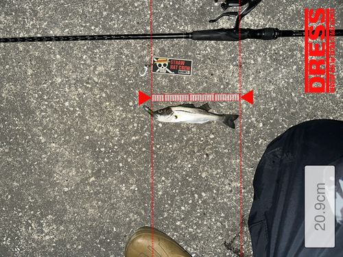 シーバスの釣果