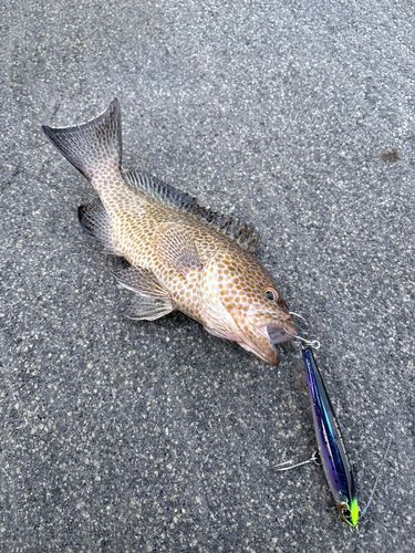 オオモンハタの釣果