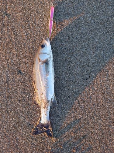 セイゴ（マルスズキ）の釣果