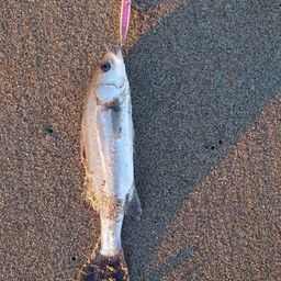 セイゴ（マルスズキ）