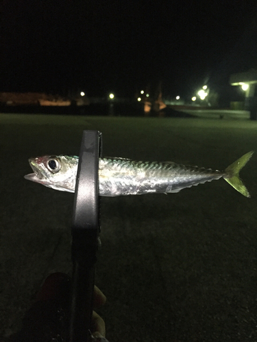 サバの釣果