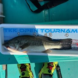 ラージマウスバス