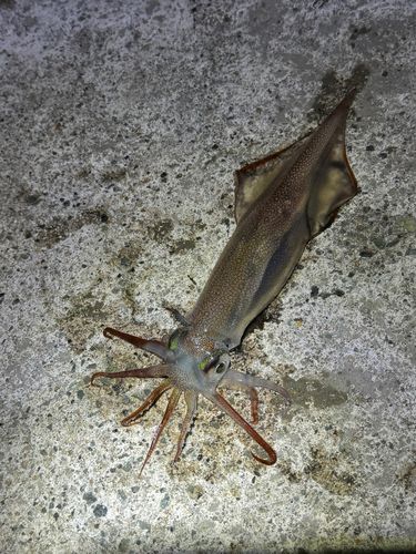 ヤリイカの釣果